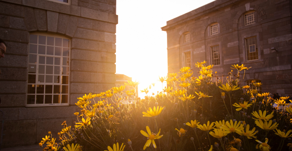 Flowers at Royal William Yard